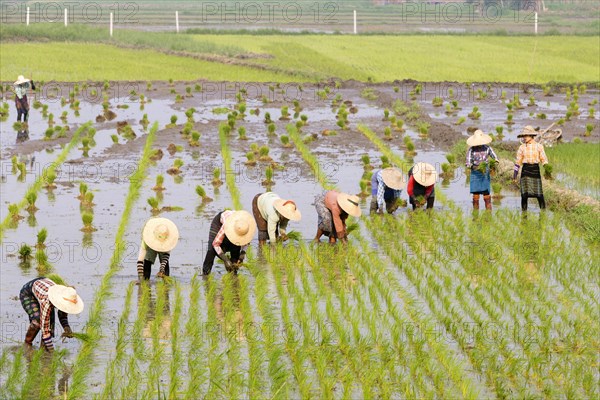 Farmers working in a rice field