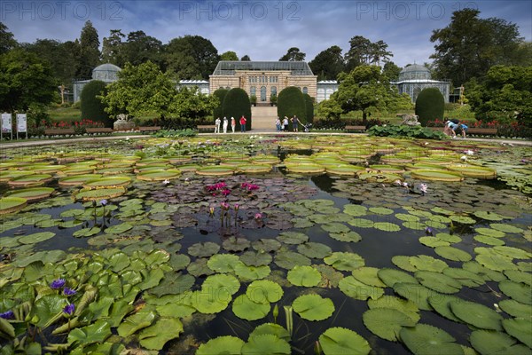 Lily pond