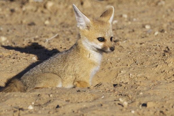 Cape fox (Vulpes chama)