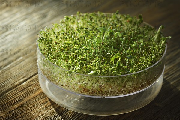 Watercress sprouts (Nasturtium officinale) in a sprouter