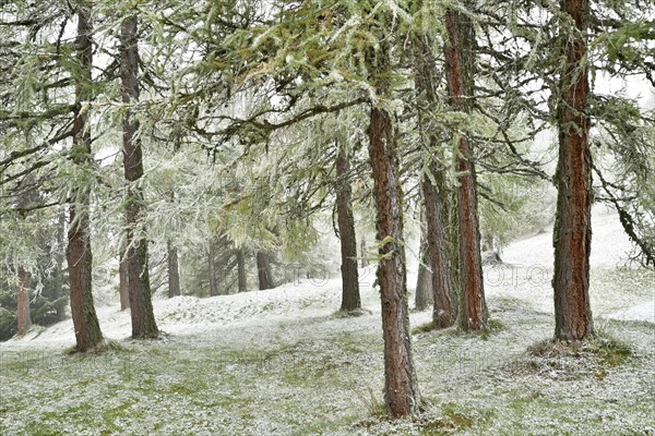 Forest with larch