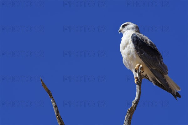 Black-winged kite (Elanus caeruleus) perched on top of a dead tree