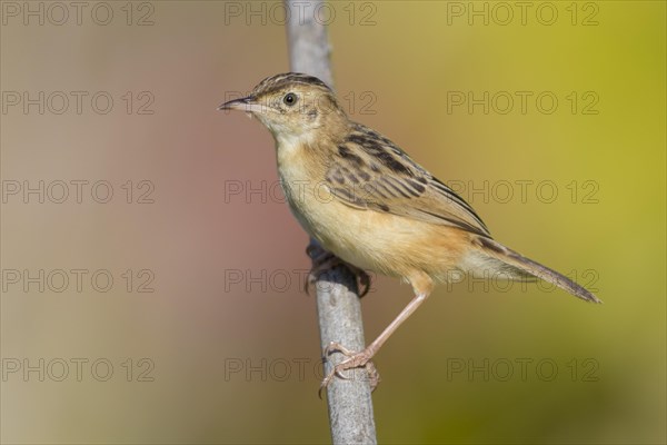 Zitting Cisticola (Cisticola juncidis)