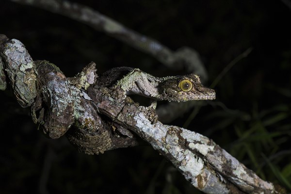 Mossy leaf-tailed gecko (Uroplatus sikorae)