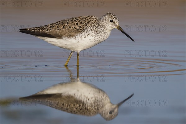 Marsh Sandpiper (Tringa stagnatilis)