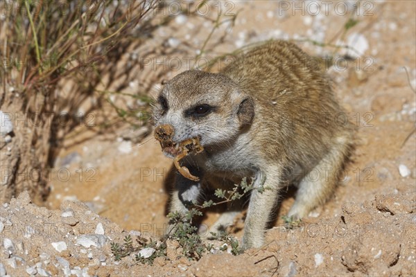 Meerkat (Suricata suricatta)