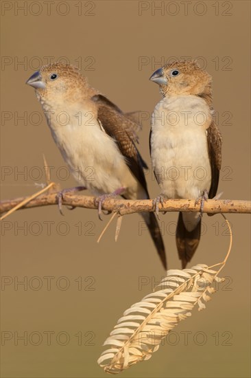 African Silverbills (Euodice cantans)