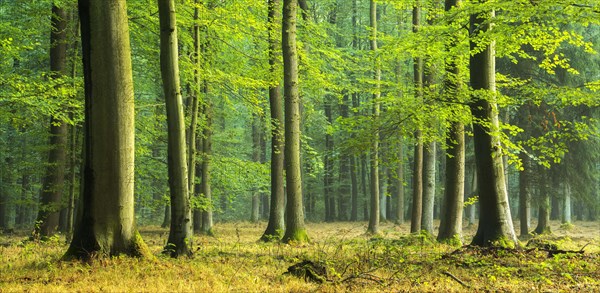 Natural beech forest (Fagus) on the ridge Finne