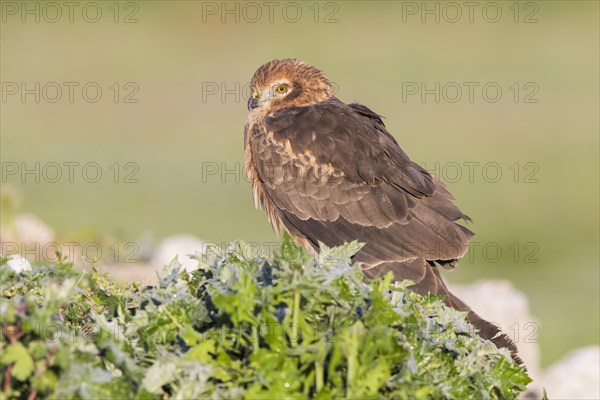 Montagu's Harrier (Circus cyaneus)