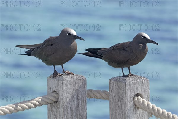 Lava gulls (Larus fuliginousus)