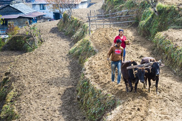 Nepalese couple working with cows in a terrace field