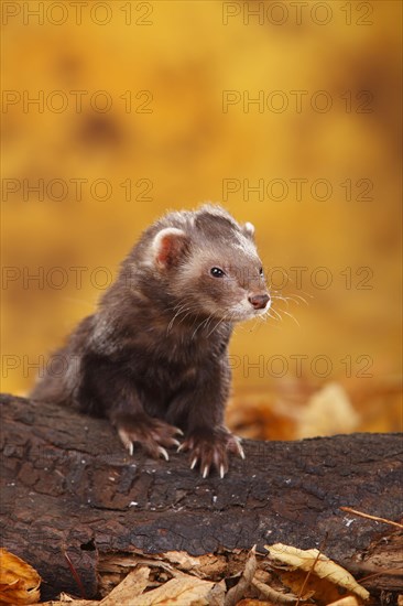 Ferret (Mustela putorius forma domestica) in autumn leaves