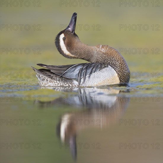 Garganey (Anas querquedula)