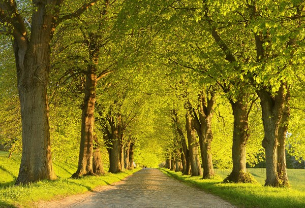 Linden tree avenue in the evening light