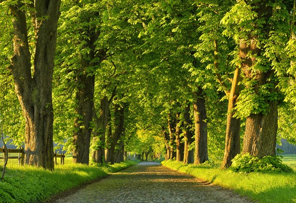 Chestnut avenue in the evening light