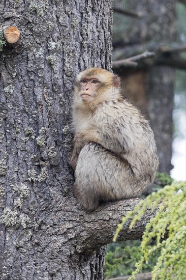 Barbary Macaque (Macaca sylvanus)