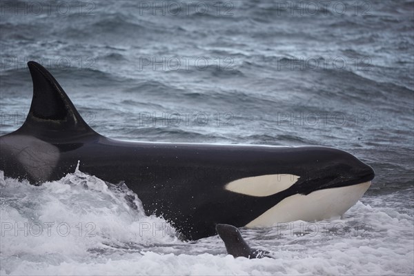 Orca (Orcinus orca) intentionally stranding on the beach in the unsuccessful attempt to catch a sea lion pup (Otaria flavescens)