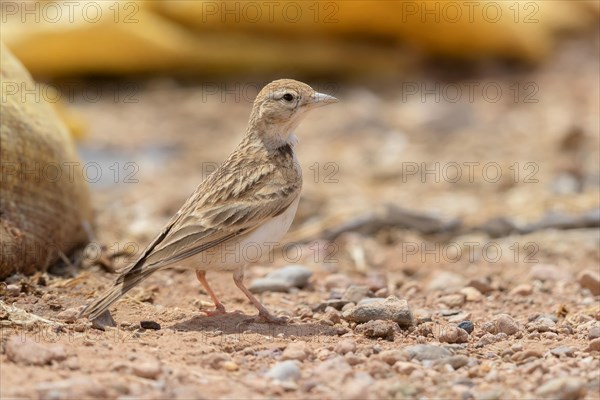 Greater short-toed lark (Calandrella brachydactyla)