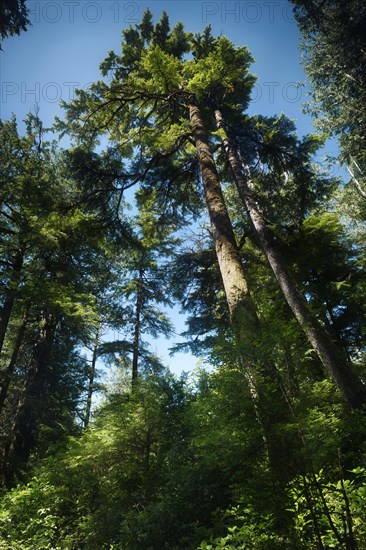 Tall Douglas Fir (Pseudotsuga menziesii)