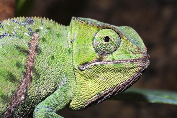 Petter's chameleon (Furcifer petteri)