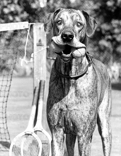 Dog with tennis balls in his mouth