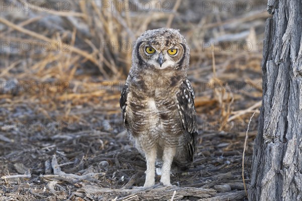 Spotted eagle-owl (Bubo africanus)