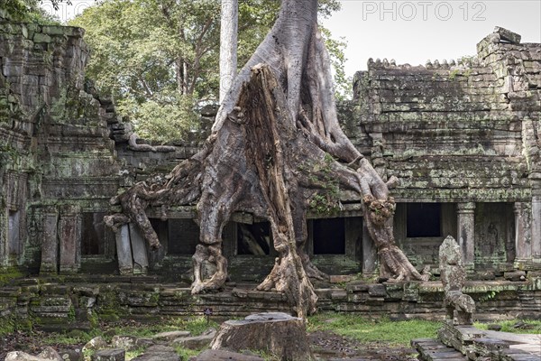 Temple ruins overgrown with trees