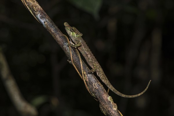 Fallax short-horn chameleon (Calumma fallax)