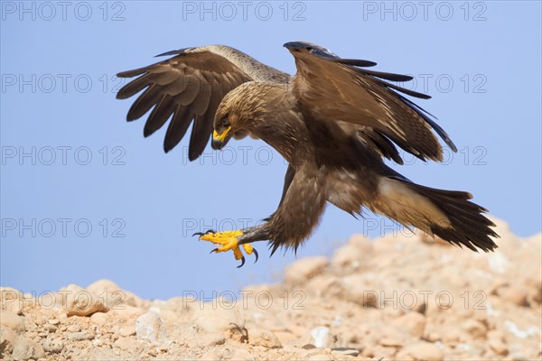 Lesser Spotted Eagle (Aquila pomarina)