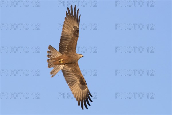 Black Kite (Milvus migrans)