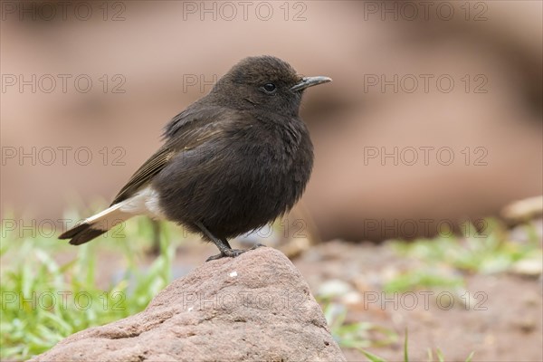 Black Wheatear (Oenanthe leucura syenitica)