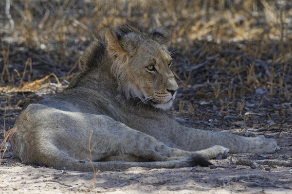 Black-maned lion (Panthera leo vernayi)