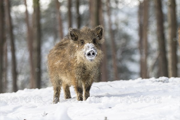 Wild boar (Sus scrofa) in the snow