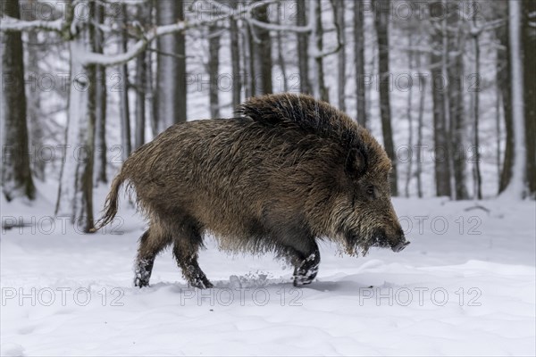 Wild boar (Sus scrofa) runs in the snow