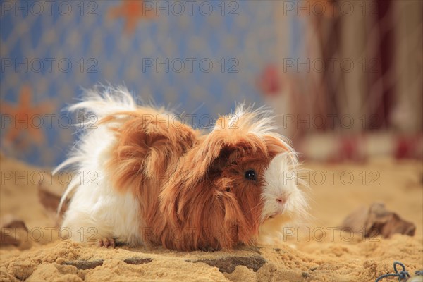 Angora guinea pig