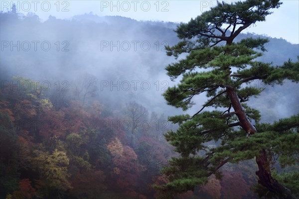 Old Japanese red pine tree (Pinus densiflora)