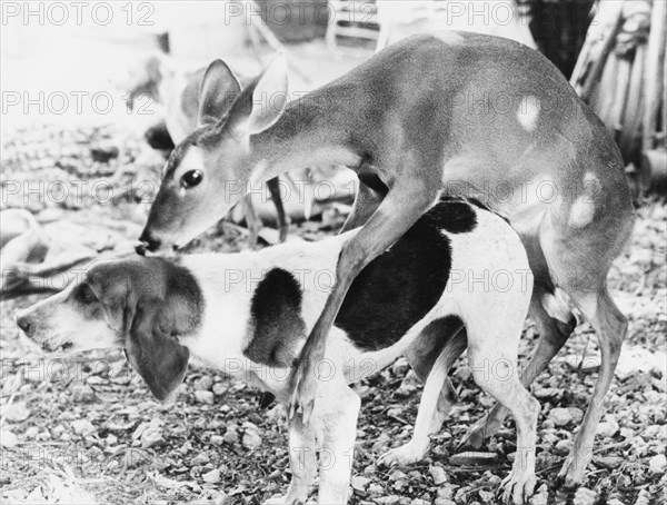 Deer calf and dog copulate