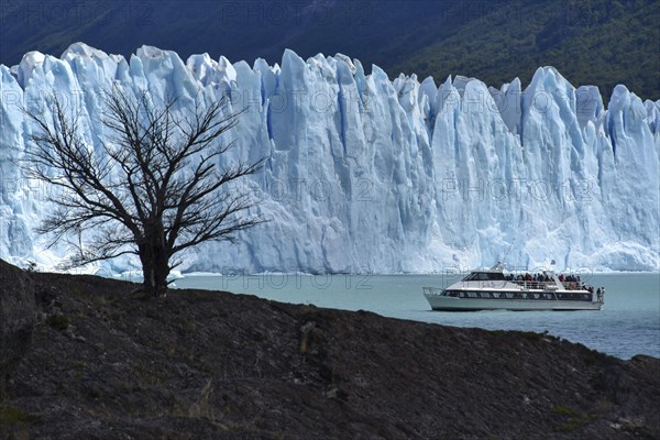 Tree and excursion ship in front of Glacier Perito Moreno on Lake Argentino