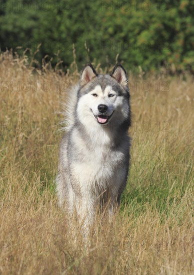 Siberian Husky Malamute Mischling