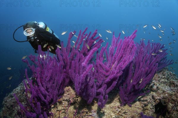 Diver looks at Red sea whip (Ellisella sp.)