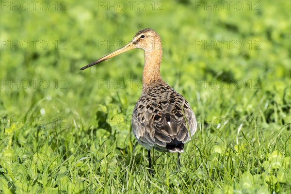 Black-tailed godwit (Limosa limosa) on meadow