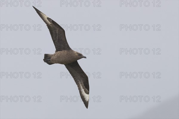 Great Skua (Stercorarius skua)