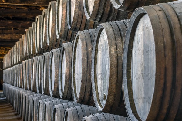 Plenty of port wine barrels in a wine cellar in Vila Nova de Gaia