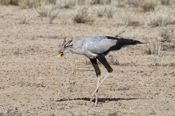 Secretary bird (Sagittarius serpentarius)