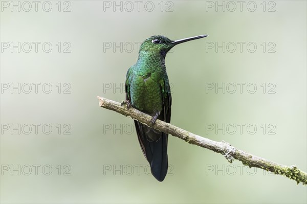 Green-crowned Brilliant (Heliodoxa jacula) sits on a branch