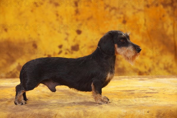 Little Grey-haired Dachshund