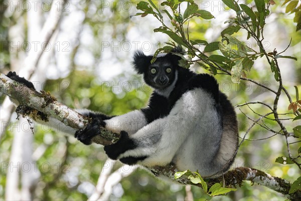 Indri (Indri indri)