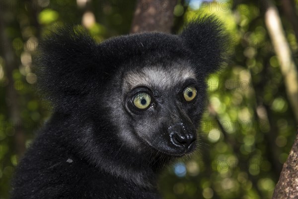 Indri (Indri indri)