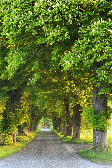 Allee im Morgenlicht