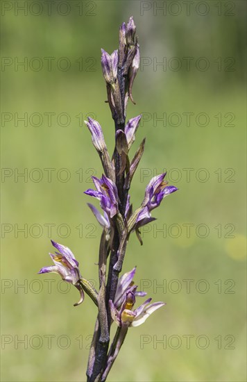 Violet Limodore (Limodorum abortivum)